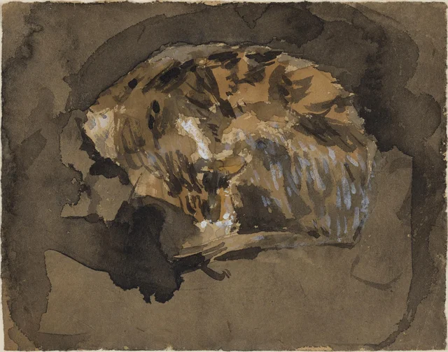 Études de chat