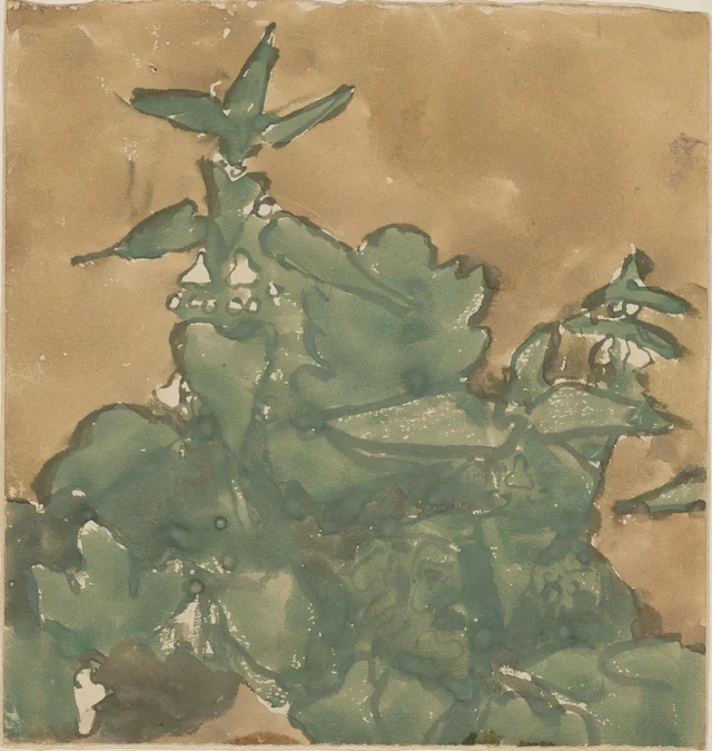 Plantes