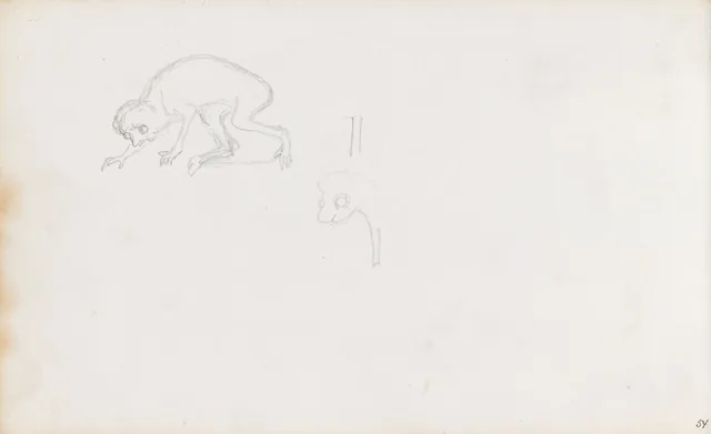 動物の習作