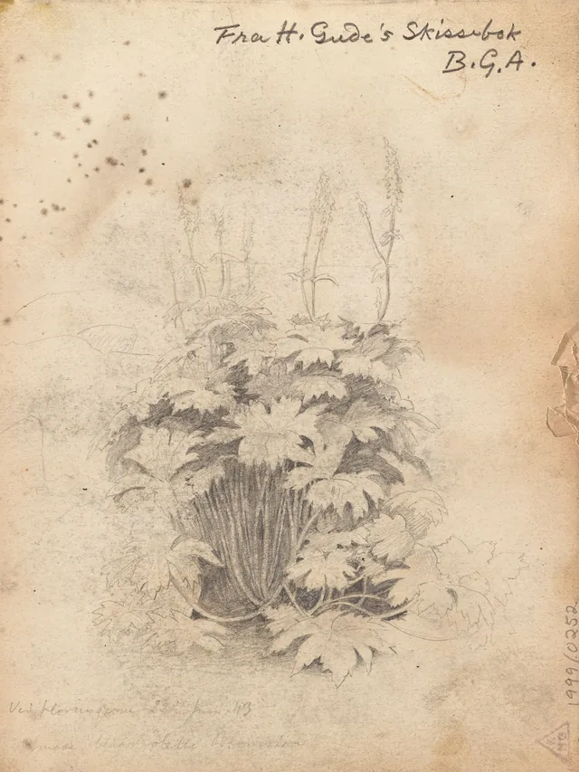 フッルンガネの植物の習作