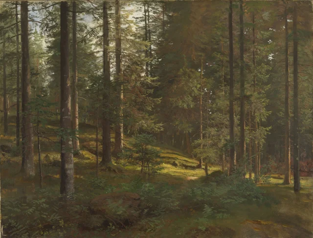 Paisaje boscoso
