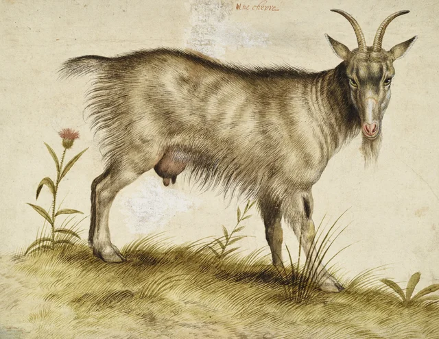 Goat, Hans Verhagen de Stomme