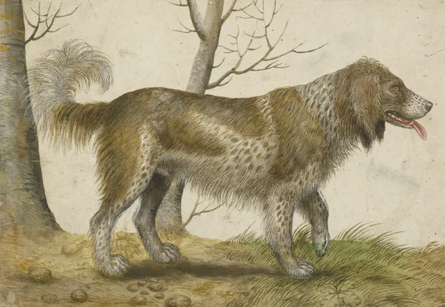 Water dog, Hans Verhagen de Stomme
