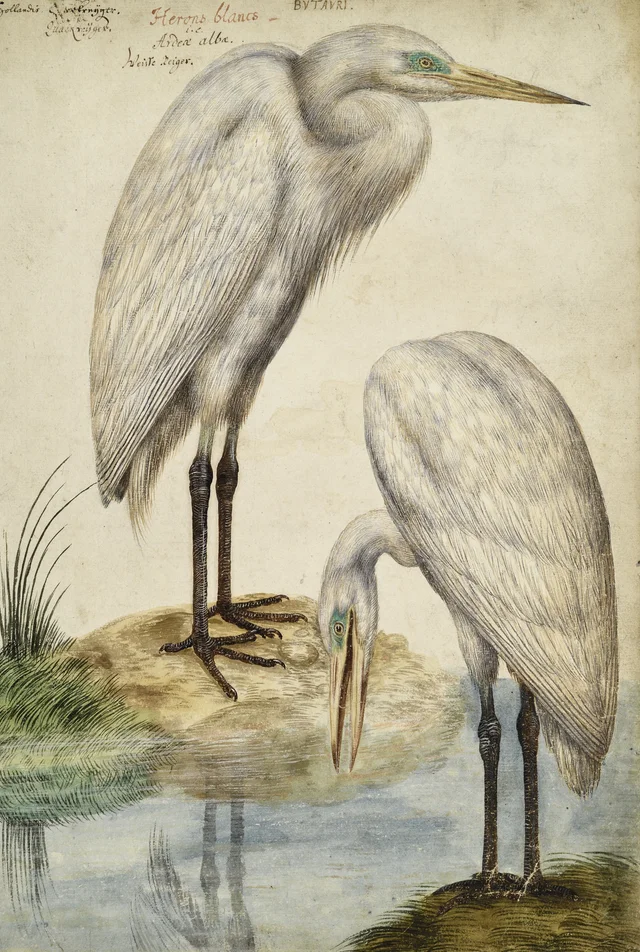 Duas garças brancas, Hans Verhagen de Stomme