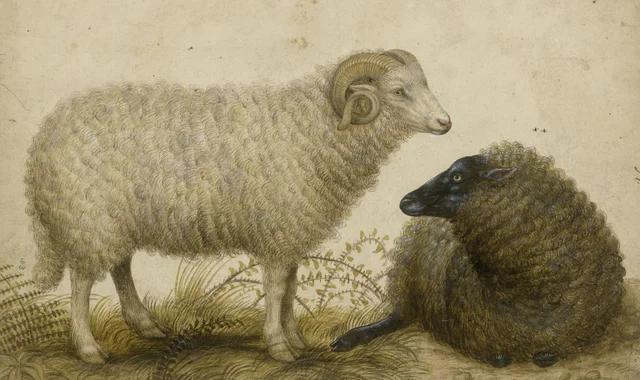 Two sheep, Hans Verhagen de Stomme