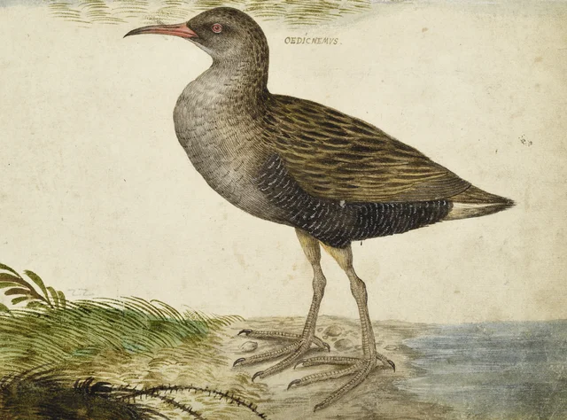 Alcaravão, Hans Verhagen de Stomme