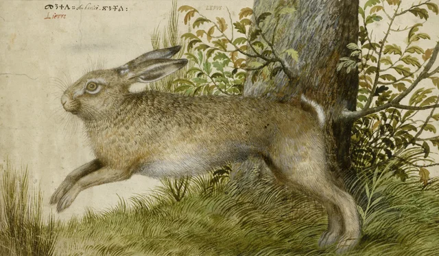 Lebre, Hans Verhagen de Stomme