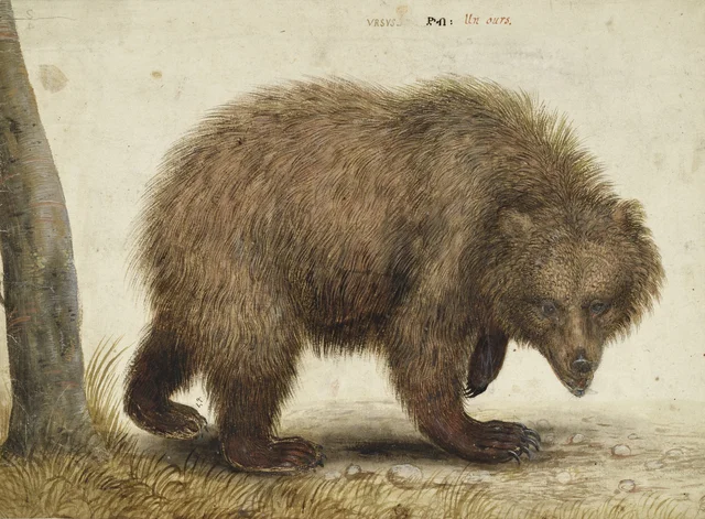 Urso-pardo, Hans Verhagen de Stomme