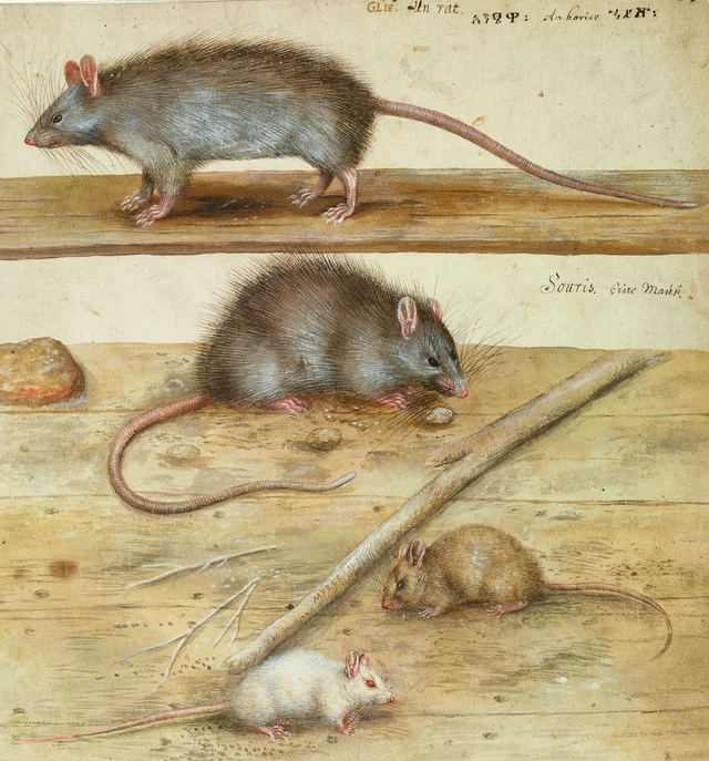 Ratos e camundongos, Hans Verhagen de Stomme
