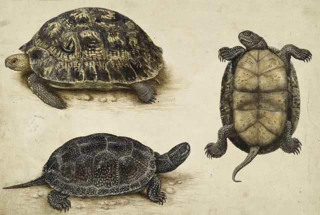 Tartarugas, Hans Verhagen de Stomme