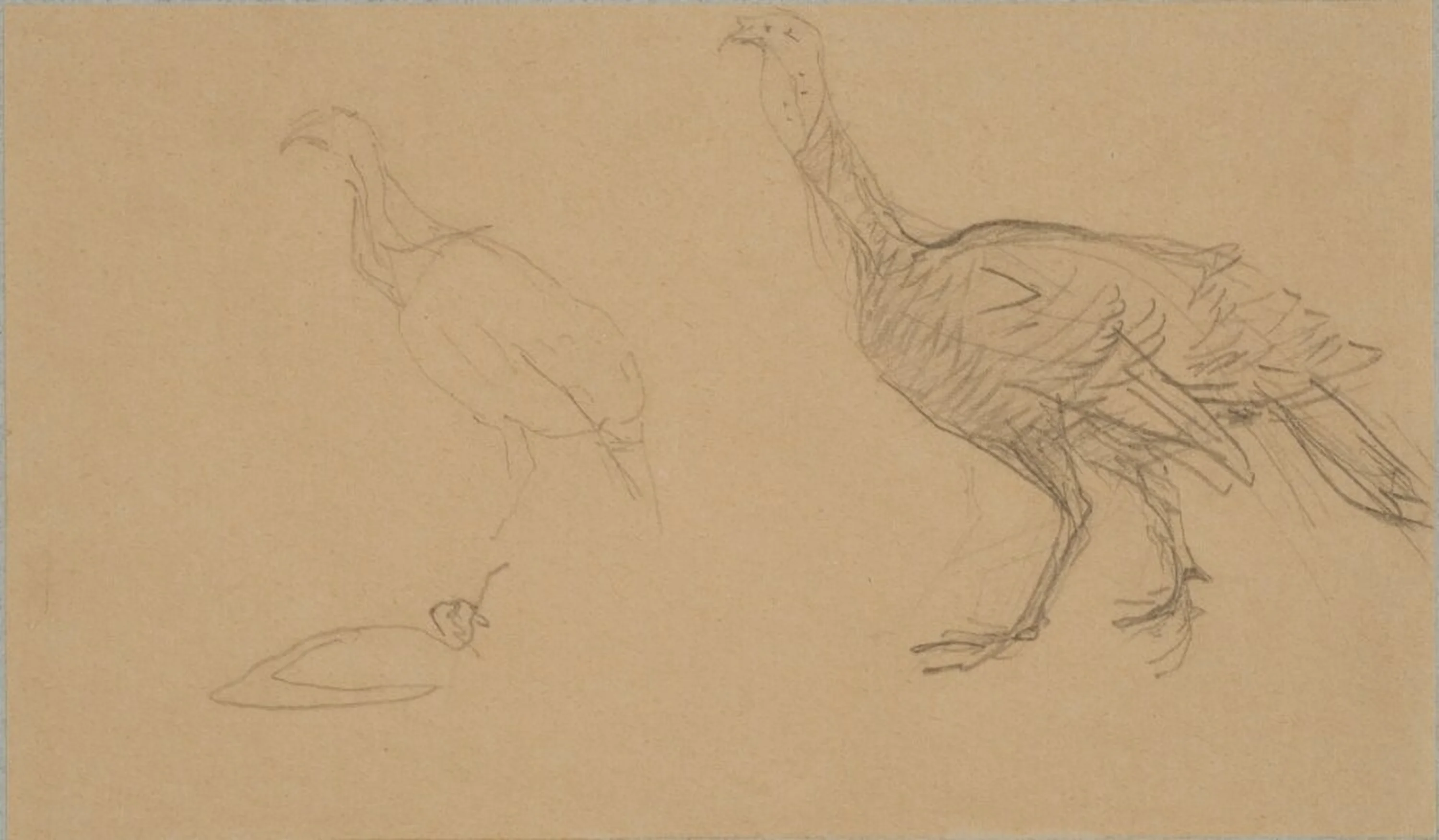 Kalkonstudier, Henri de Toulouse-Lautrec