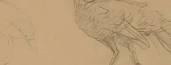 Kalkonstudier