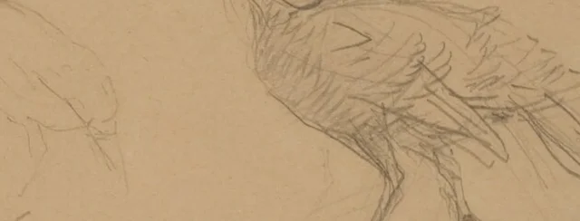七面鳥の習作