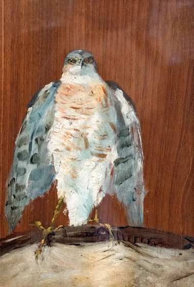 Un faucon pèlerin