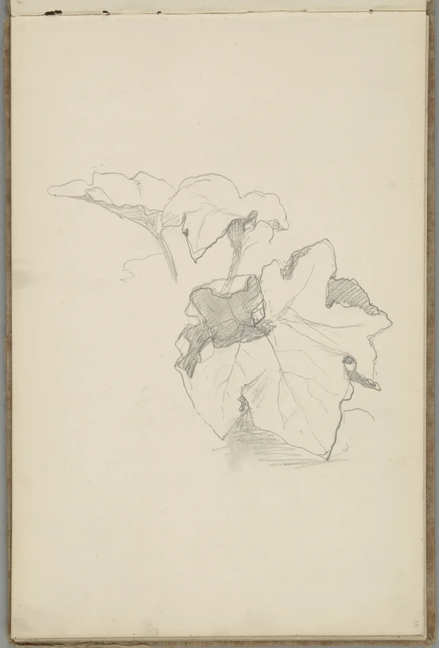 Sketchbook, folio 29: vine leaves