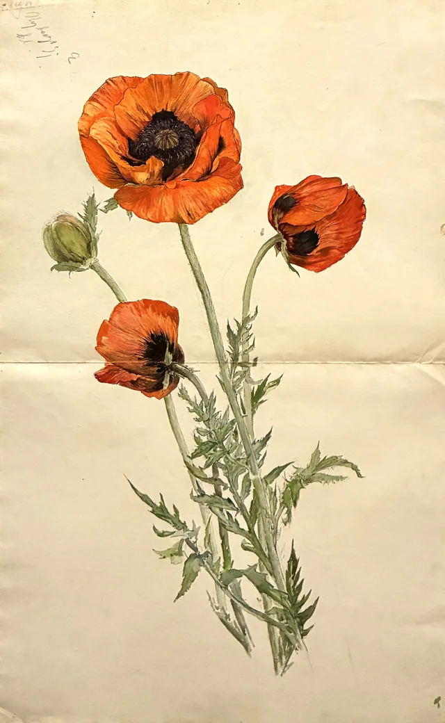 Poppy, Hilma af Klint