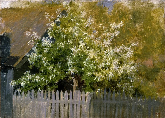 Cerezo de racimos