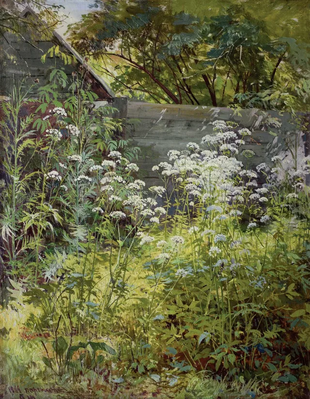Corner of an Overgrown Garden. Ground Elder