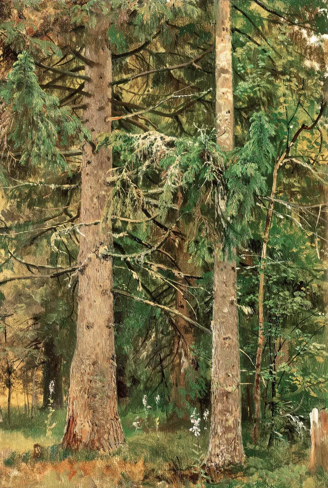 Spruce Forest, Ivan Chichkine