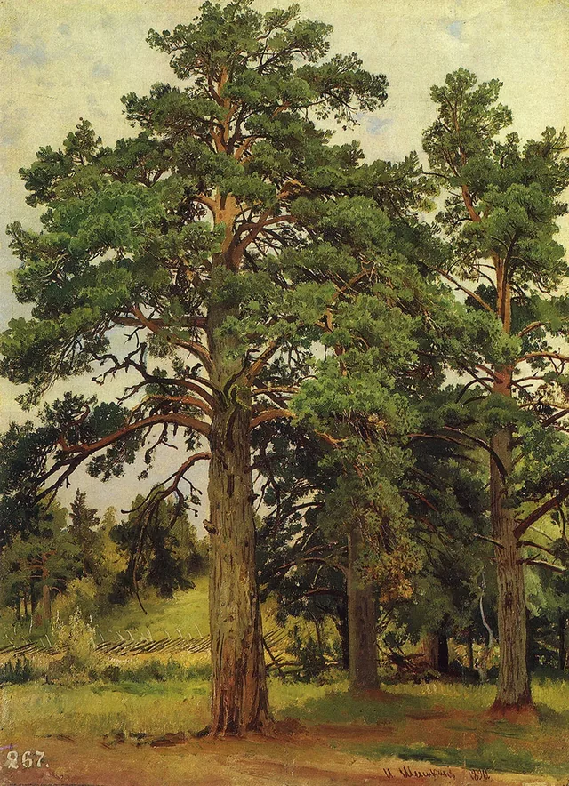 Pine Without Sun. Meri-Hovi on the Finland Railway. Study