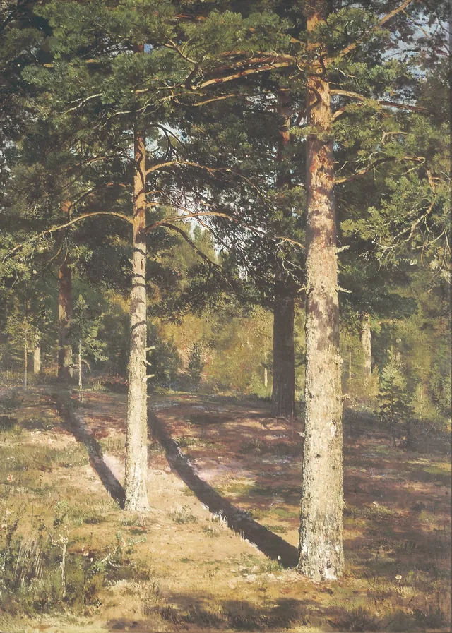 Pine Trees Lit by the Sun, Ivan Chichkine