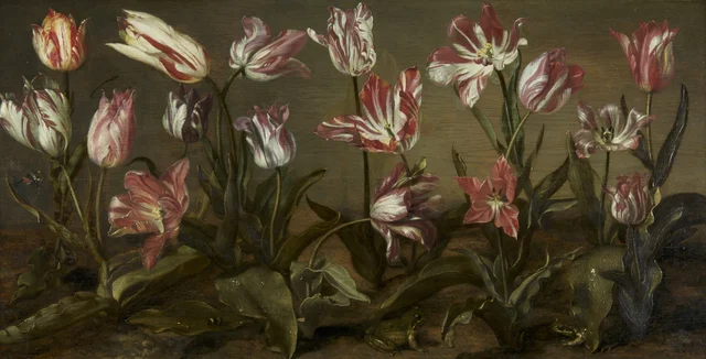 Bed of Tulips