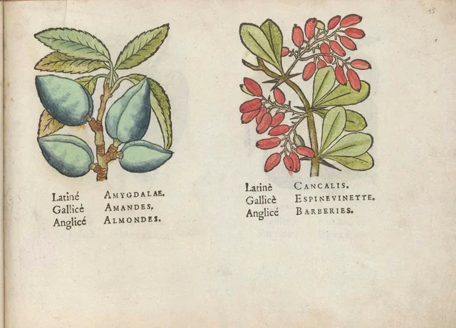 Amandes et épine-vinette