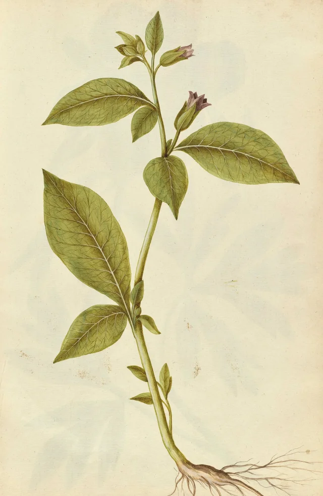 Belladona
