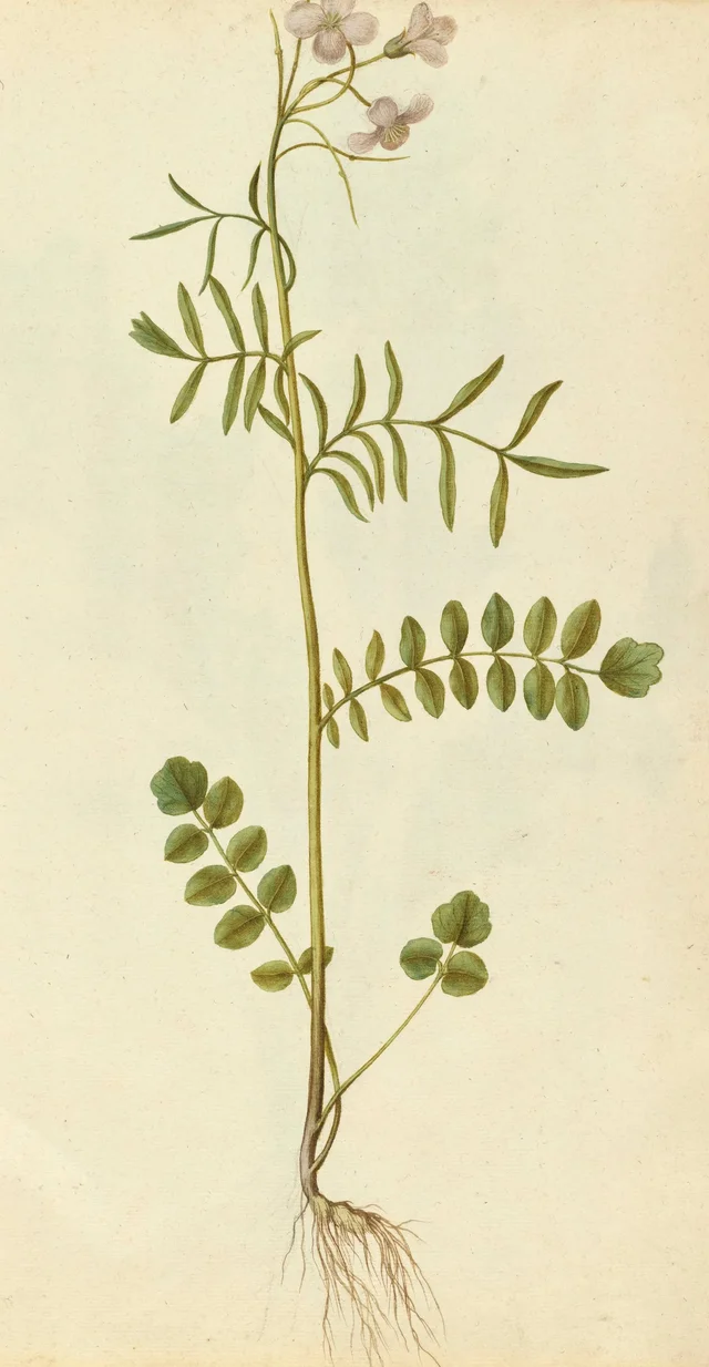 Cardamina de los prados, Jacques Le Moyne de Morgues
