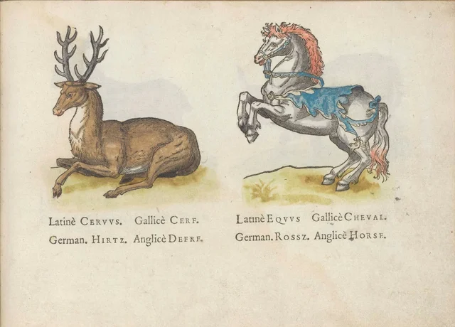 Stag and horse, Jacques Le Moyne de Morgues