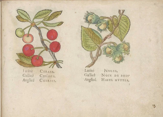 Cherries and hazelnuts, Jacques Le Moyne de Morgues