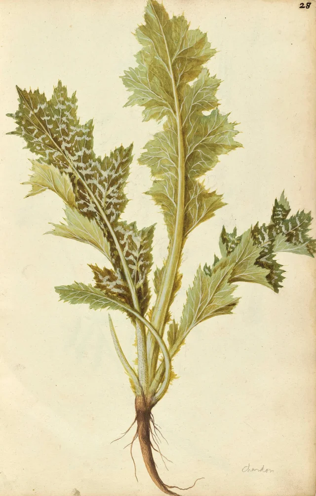 Milk thistle