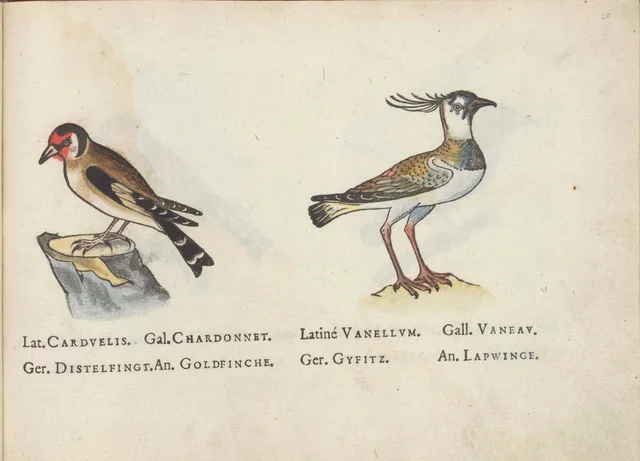 Goldfinch and lapwing, Jacques Le Moyne de Morgues