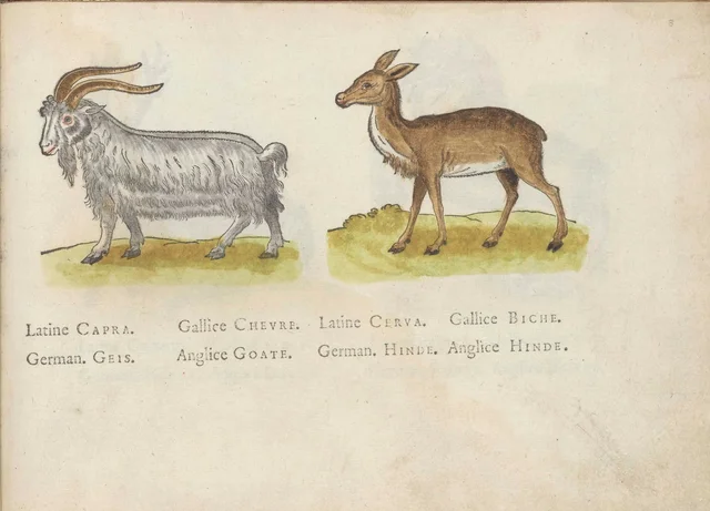 Goat and hind, Jacques Le Moyne de Morgues
