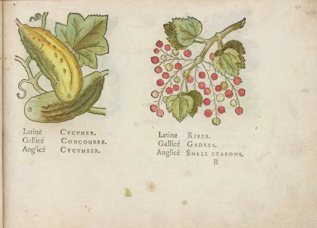 Concombre et groseilles