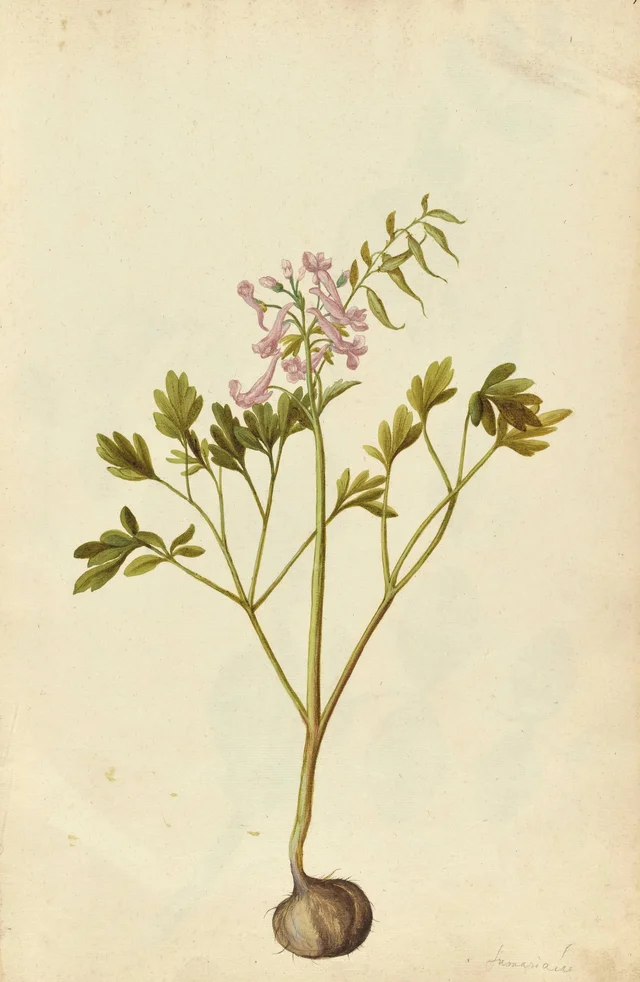 Corydalis solida