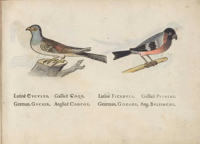 Cuckoo and bullfinch, Jacques Le Moyne de Morgues