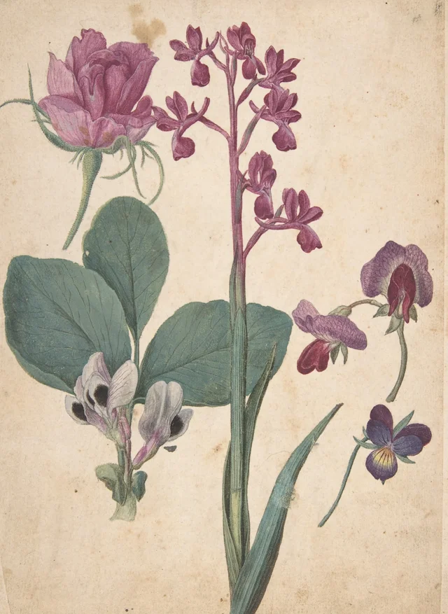 Feuille d'études de fleurs : une rose, une pensée, un pois de senteur, un pois potager et une orchidée à fleurs lâches