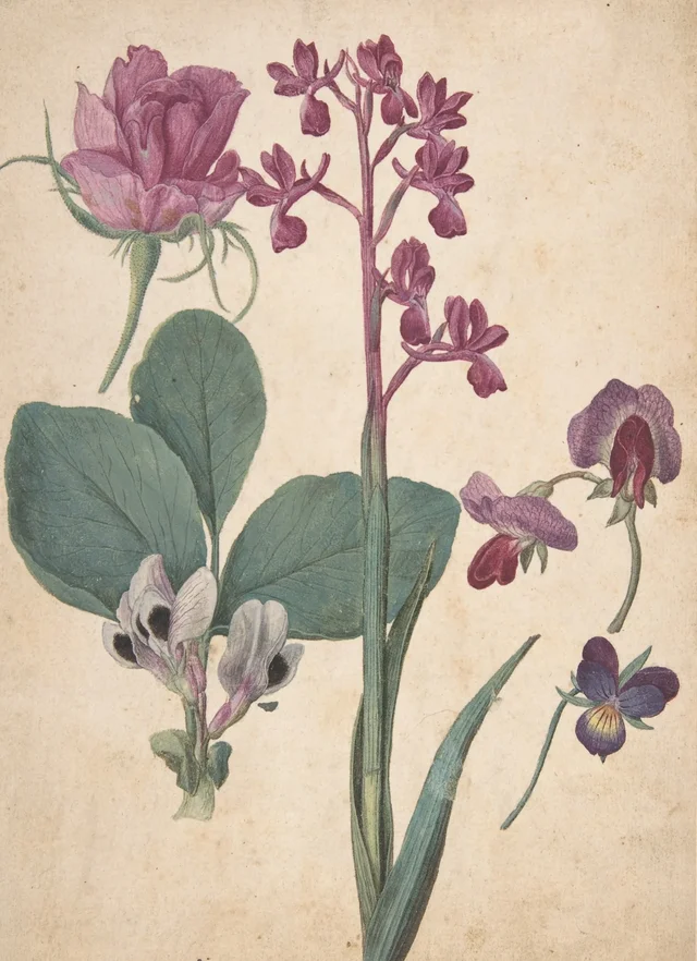 A Sheet of Studies of Flowers: A Rose, a Heartsease, a Sweet Pea, a Garden Pea, and a Lax-flowered Orchid, Jacques Le Moyne de Morgues