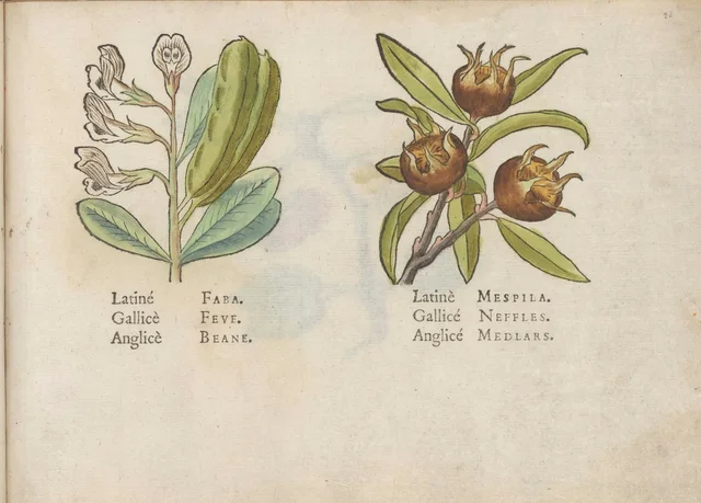 Broad beans and medlars, Jacques Le Moyne de Morgues