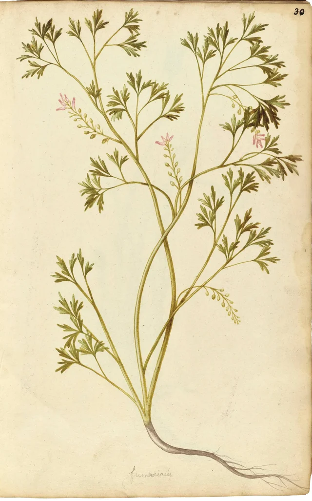 Fumeterre