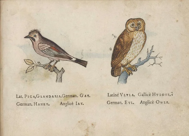 Geai et hulotte