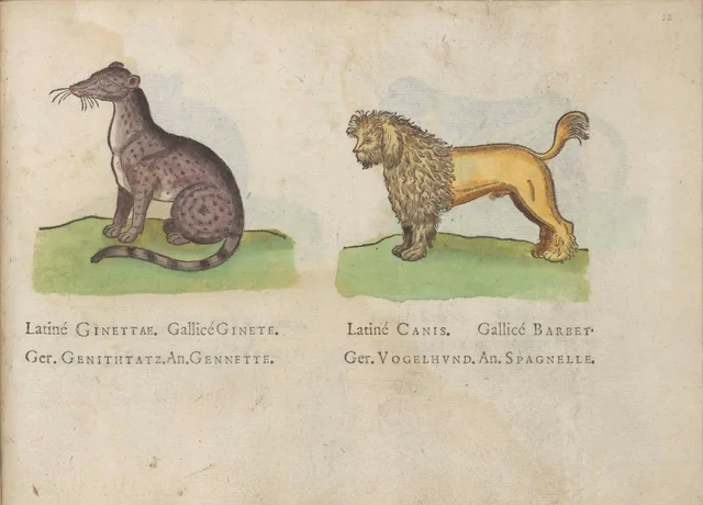 Genet and dog, Jacques Le Moyne de Morgues
