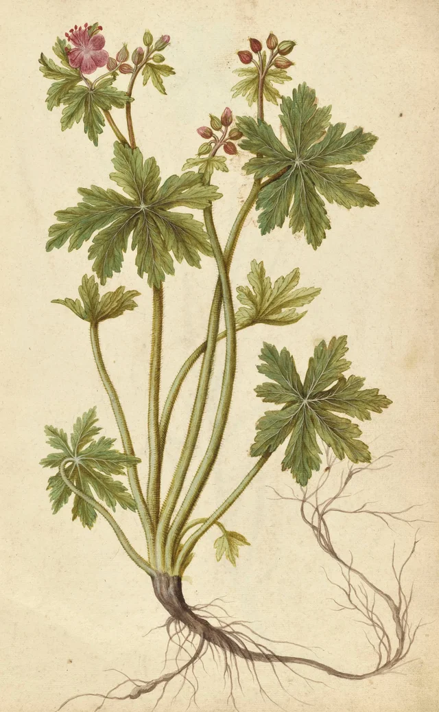 Geranio de los bosques