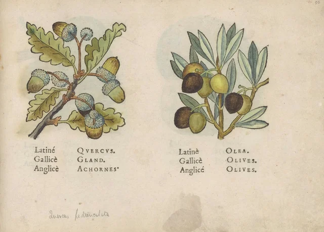 Glands et olives