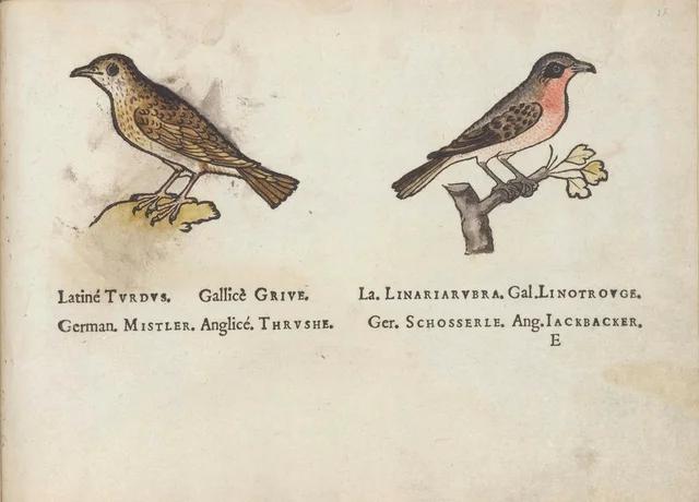Grive et linotte
