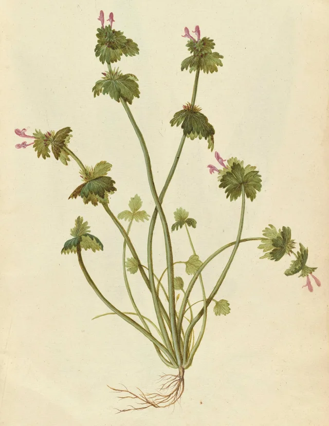 Henbit