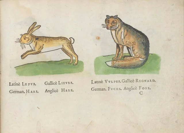 Lièvre et renard