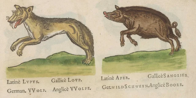 Wolf and wild boar, Jacques Le Moyne de Morgues