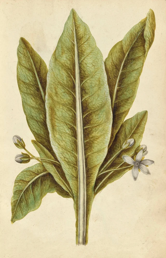 Mandrágora, Jacques Le Moyne de Morgues